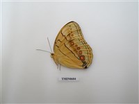 藏品(箭紋蝶)的圖片